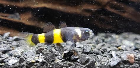 Bumblebee Goby: Complete Guide to Care, Breeding, Tank Size and Disease - The Aquarium Guide