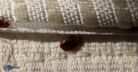 Reliable Bed Bug Exterminator Near Me: Legacy Pest Control's Methods 🛌💤🐜