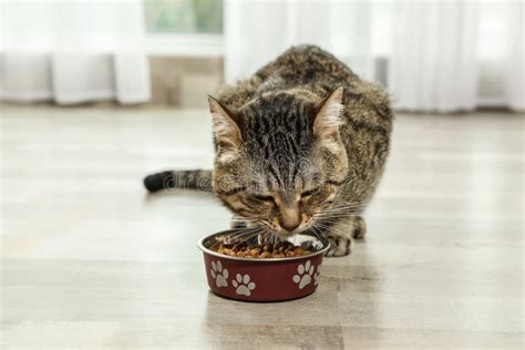 Cute Tabby Cat Eating Dry Food on Floor Indoors Stock Image - Image of grey, hair: 151359515