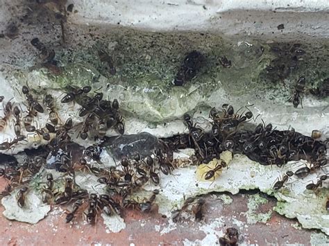 Pests We Treat - Odorous House Ants Nesting in the Walls in Spring Lake ...