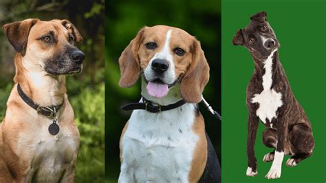 Cur Beagle Mix (A Recipe For Disaster?) - PetsBeam.com