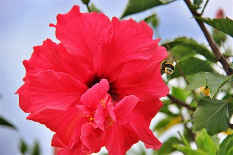 Flower Hibiscus Pollination - Free photo on Pixabay - Pixabay