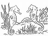 Seahorse Coloring Pages Printable sketch template