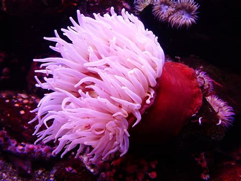 Sea Anemone Water · Free photo on Pixabay