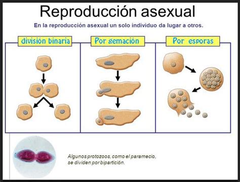 Descubre TODOS los tipos de reproducción animal - ¡ESQUEMAS Y FOTOS!