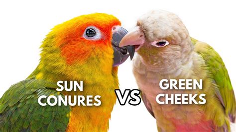 Green Cheek Conures vs Sun Conures - YouTube