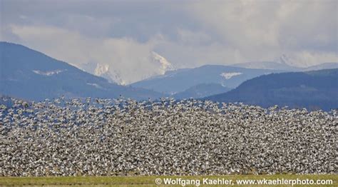 Skagit Valley Wildlife Photo Workshop - Run With The Wolfies — Photo Tours