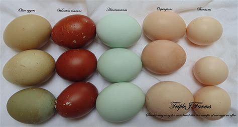 different coloured eggs | Coloring eggs, Chickens, Farm yard