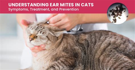 Cat Ear Mites: Symptoms, Treatment, and Prevention