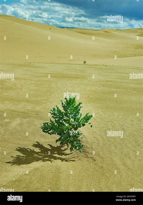 Gobi Desert Plants