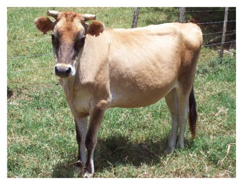 Dairy Cattle Breeds/Types in Jamaica | Jamaica Dairy Development Board