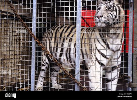 Performing animals in a traveling circus- tiger in a cage Stock Photo ...