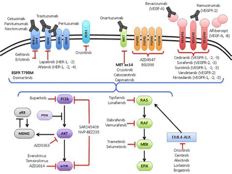 Oncogenic pathways currently being targeted in non-small cell lung ...