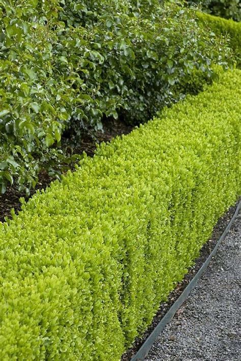 Dwarf English Boxwood Part sun (3 to 6 hours morning sun) Shrubs at ...