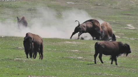 Teen injured by bison in North Dakota national park - ABC7 Los Angeles