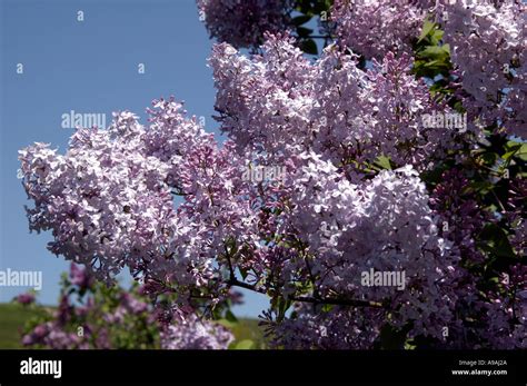 Lilac festival Stock Photo - Alamy