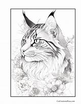 Maine Coon Coloring Page sketch template