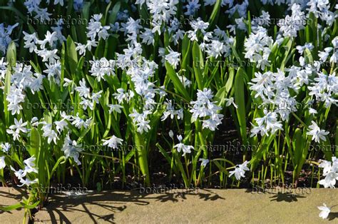 Bild Puschkinie (Puschkinia scilloides) - 470072 - Bilder von Pflanzen ...