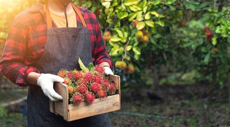 How to Plant, Grow and Care For Rambutan Trees