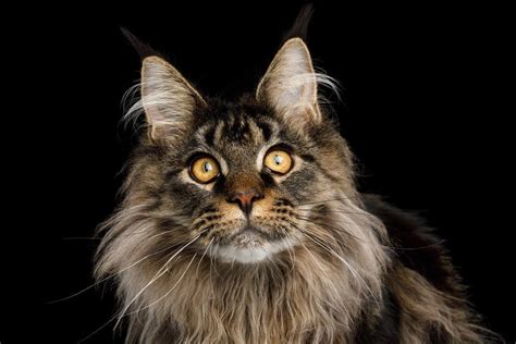 8 Friendly Cat Breeds That Are Social and Loving | Reader's Digest