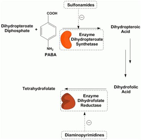 Sulfonamides Mechanism Of Action