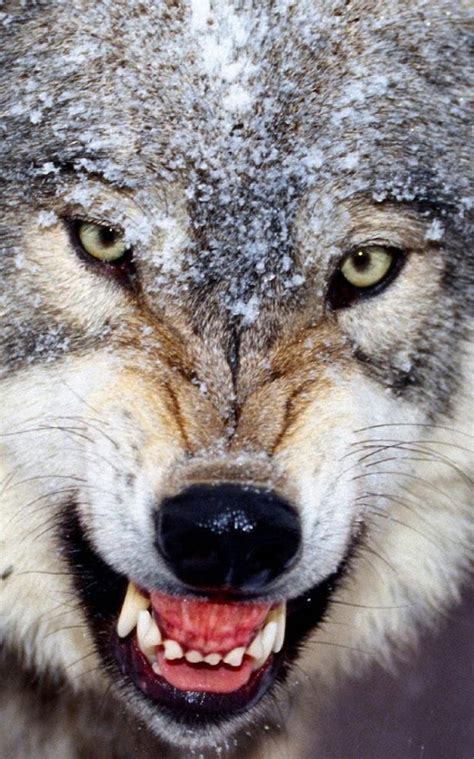 🔥 [90+] Live Wolf Wallpapers | WallpaperSafari