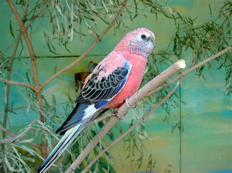 Sir Thomas L. Mitchell is credited to have discovered the Bourke’s parrot in 1838, in New South ...