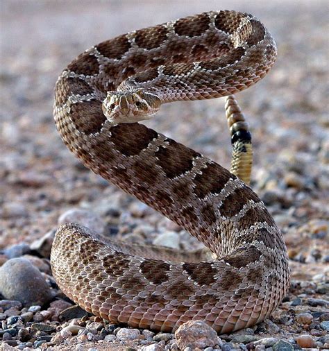 Badass Pet Snake Names - Pet Spares