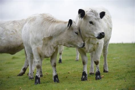 British White Cattle Society Australia | Heritage Breed Cattle