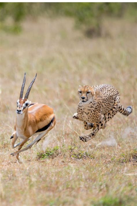 How fast can a cheetah run? 22 fastest animals ranked - Run With Caroline