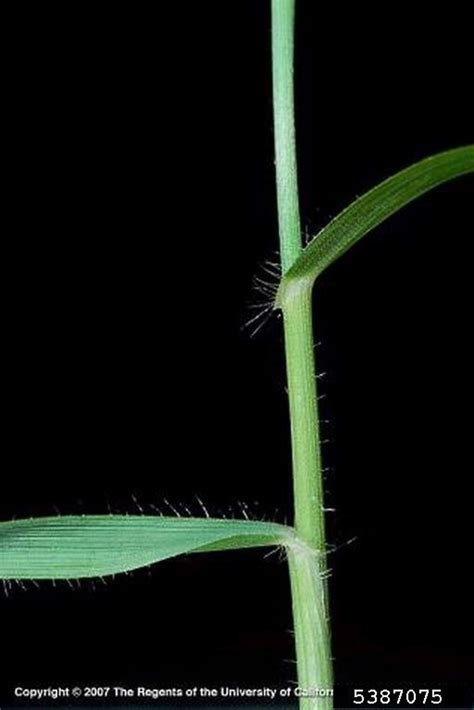 Aegilops cylindrica (jointed goat-grass): Go Botany