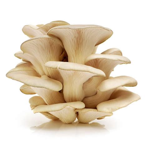 White Oyster Mushroom Mycelium Spores Seeds (Pleurotus...