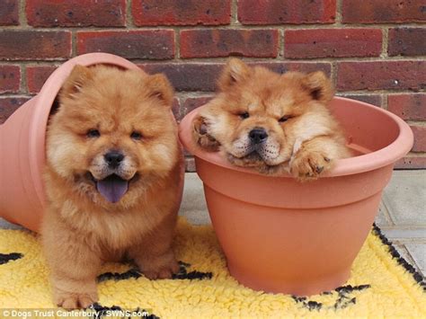 Gorgeous Chow Chow puppies who became global internet stars are ...