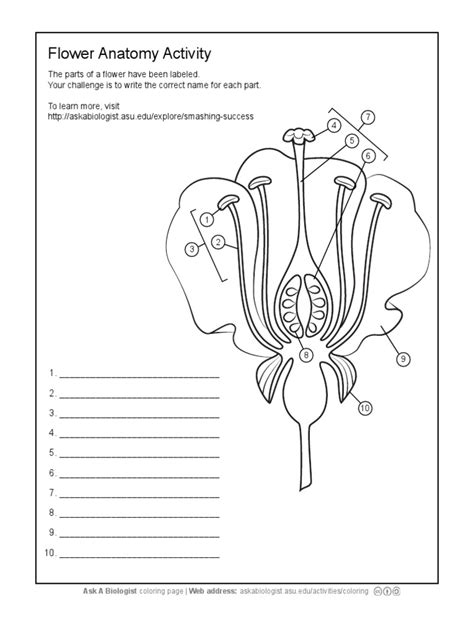 Ask a Biologist - Flower Anatomy - Worksheet Activity | Reproduction | Reproductive System