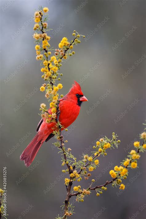 Northern cardinal in habitat. Stock Photo | Adobe Stock