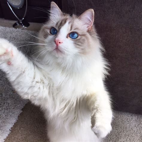 Blue Lynx Bicolor Ragdoll Cat. Follow us on Instagram! @nuggetandarchie | Ragdoll cat, Cats ...