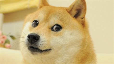 Kabosu dead - World famous Doge meme dog who inspired Elon Musk's ...