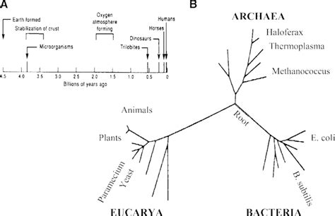 Diversity of life forms on Earth. A: timeline of the planet Earth... | Download Scientific Diagram