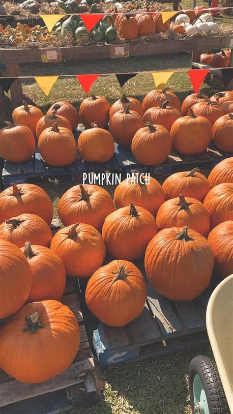 Pumpkin patch aesthetic, fall, aesthetic, October in 2022 | Pumpkin ...