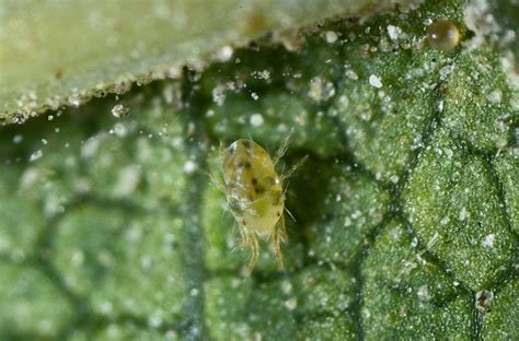 Pacific Spider Mites