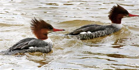 two birds are swimming in the water together