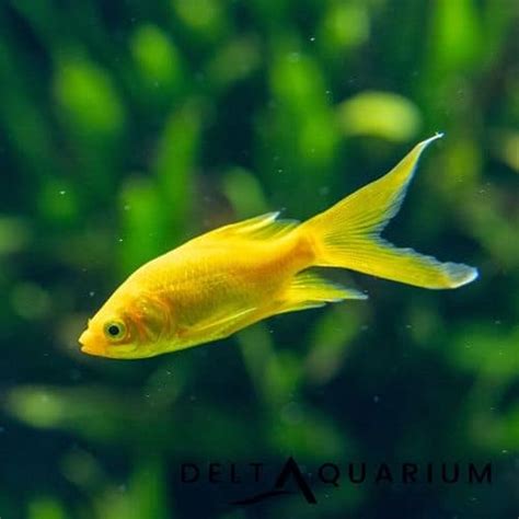 Buy Canary Yellow Goldfish - Quality Cold Water Fish - Online UK