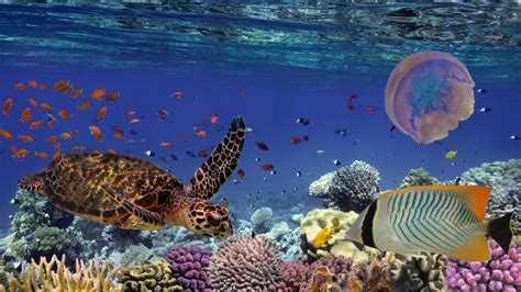 Download Coral Tropical Fish Ocean Animal Turtle Image