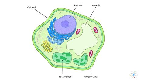 Cell Wall: Definition, Structure & Function (with Diagram) | Sciencing