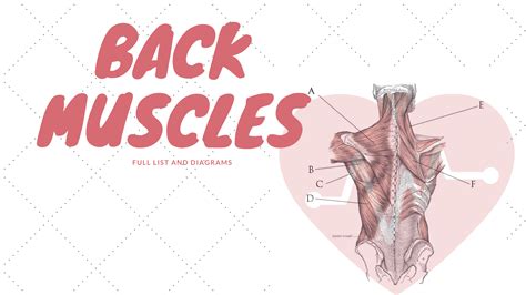 Back Muscles: Names And Diagram - Science Trends