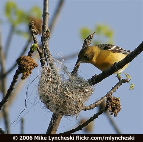 The Female Oriole Weaves a Nest | BirdNote