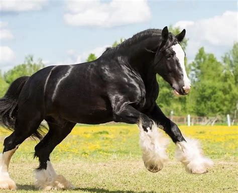 100 Big, Strong Horse Names - The Paws