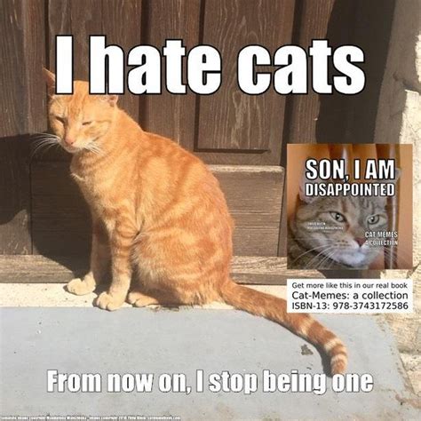 Cat Memes - The Book (@catmemebook) | Twitter