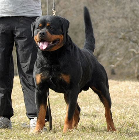 Giant Rottweiler Puppies For Sale - All You Need Infos