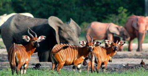 The rainforest of Cameroon | Big game hunting